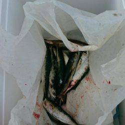 小物釣り