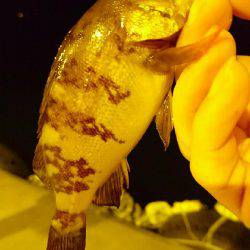 ライトゲームでめばる