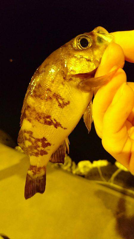 ライトゲームでめばる