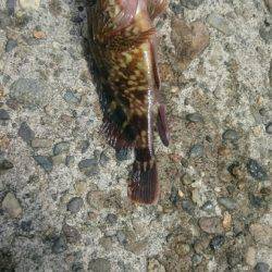 大きいの探して。