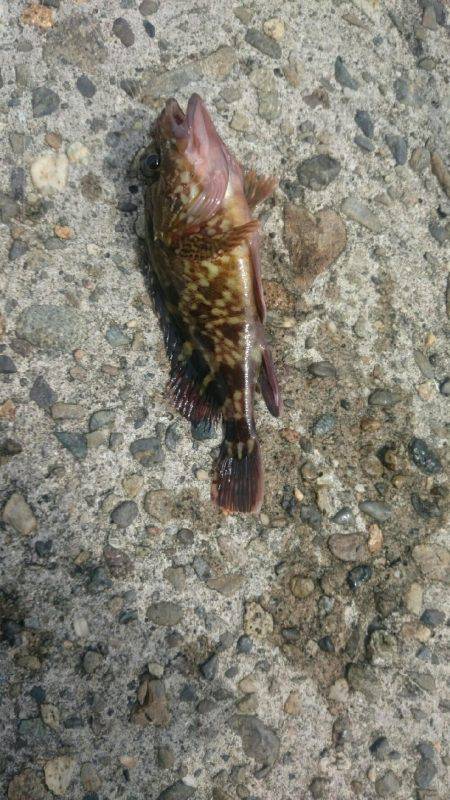 大きいの探して。