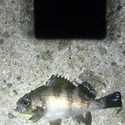 アジを探して。