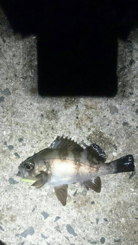 アジを探して。