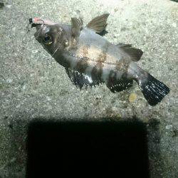 何を釣ろうか。