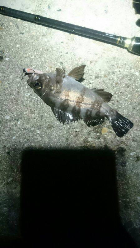 何を釣ろうか。