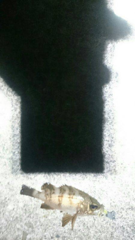 暑い。かなり暑い。