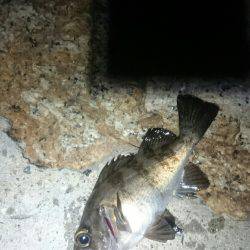 まだまだアジは小さいようです