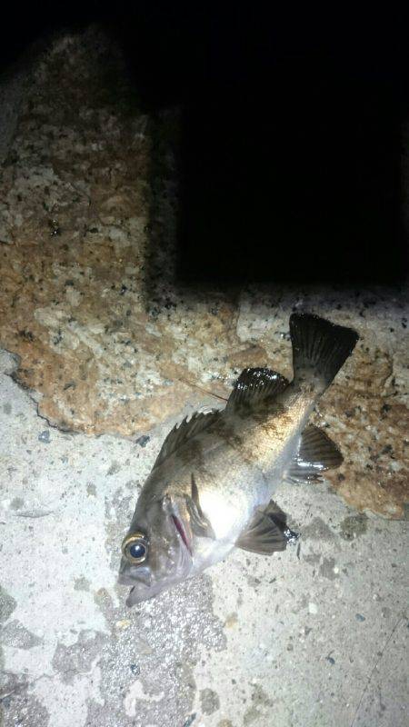 まだまだアジは小さいようです