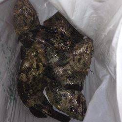 垂水漁港でガシリング！！