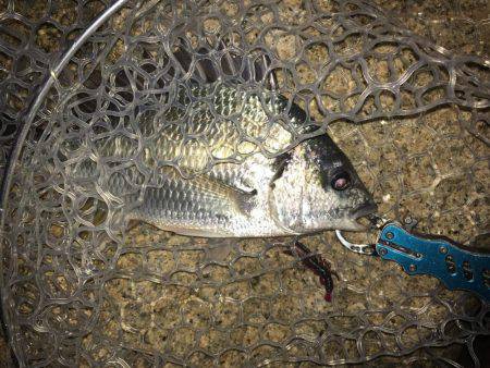 淀川キビレゲーム 6月最終日