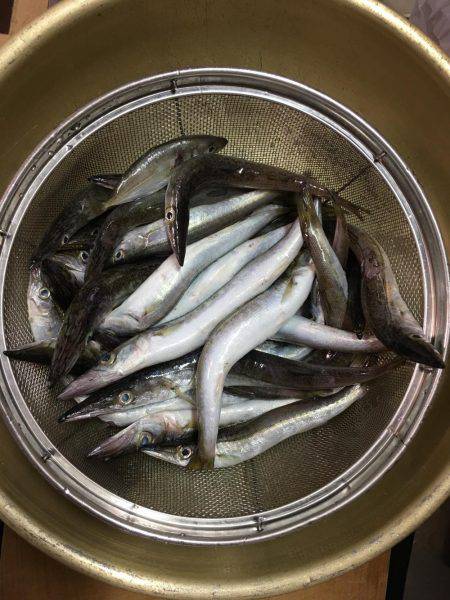 大里松原海岸 カマス37匹