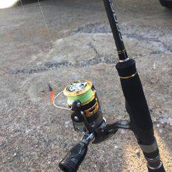 奥湾には回遊なし