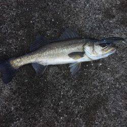 激シブシーバス