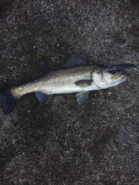 激シブシーバス