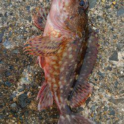 ミップル周辺で釣りをする(笑)。