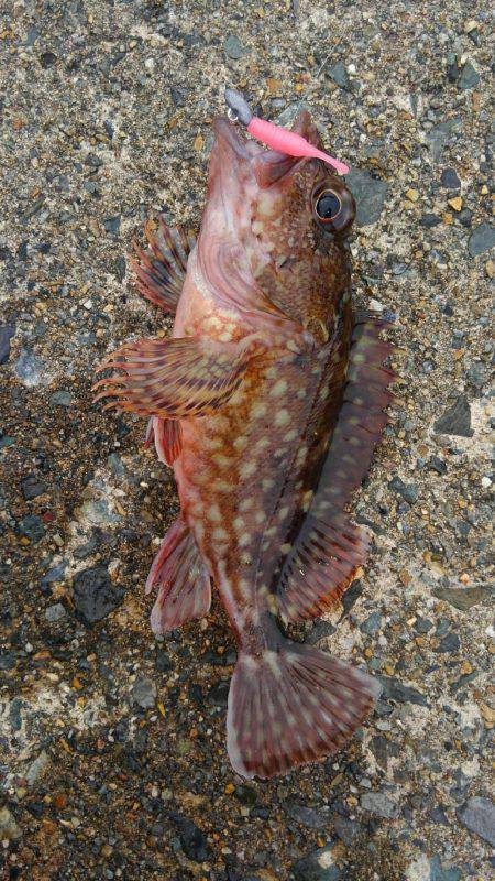 ミップル周辺で釣りをする(笑)。