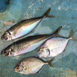 サビキ五目釣り&マイカ釣り