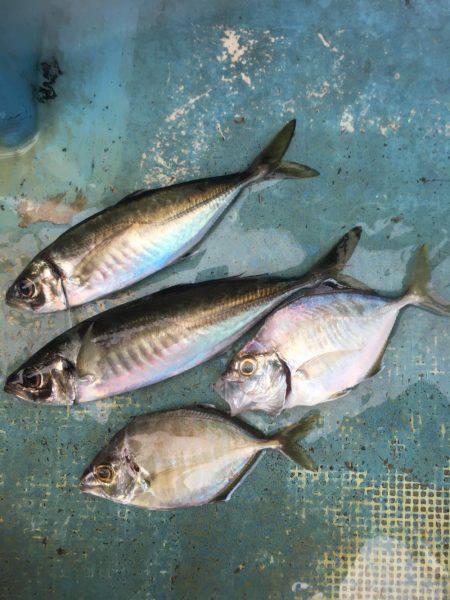 サビキ五目釣り&マイカ釣り