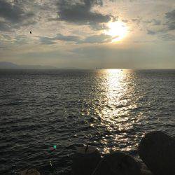 泉南ランガン❗️夏イカのはしり