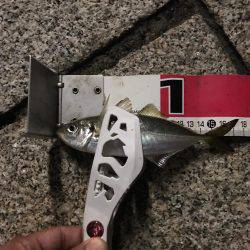 久々のアジング！