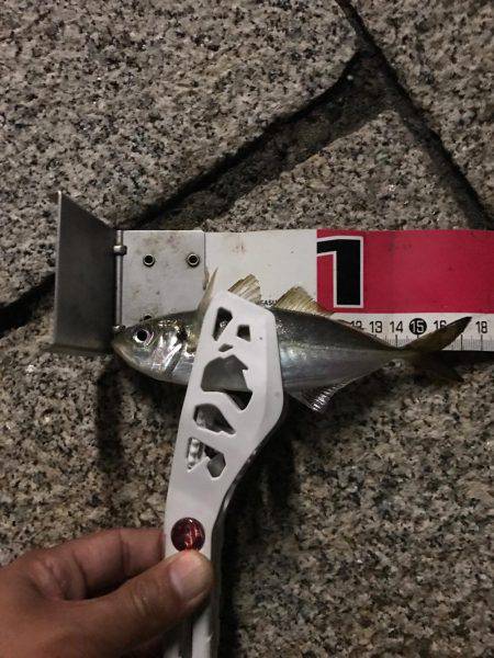 久々のアジング！