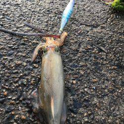 ケンサキ数釣りエギング