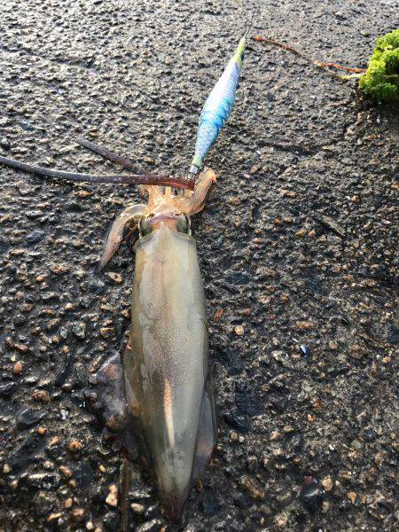 ケンサキ数釣りエギング