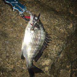 初夏の淀川キビレゲーム