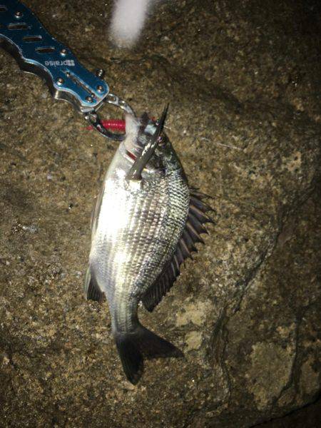 初夏の淀川キビレゲーム