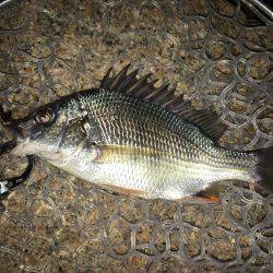 淀川キビレゲーム 台風一過