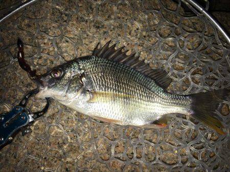 淀川キビレゲーム 台風一過