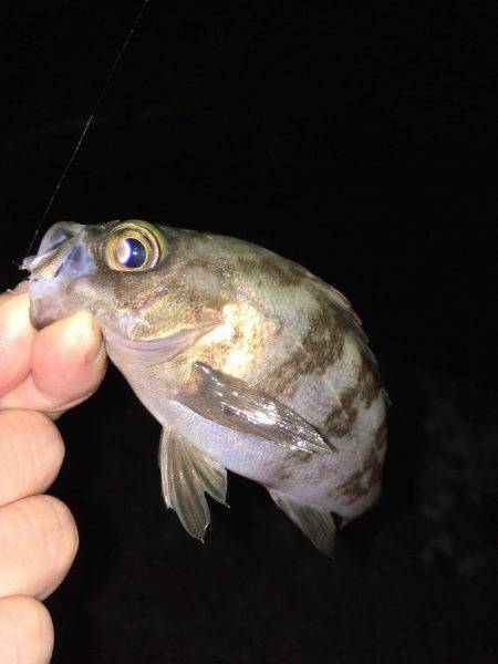 まだまだ狙える梅雨メバル！
