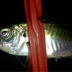 ヨロイメバルかわいい