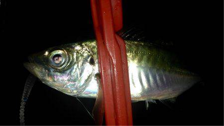 ヨロイメバルかわいい