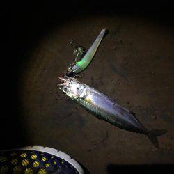 夕まずめにもツバス反応あり+α