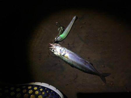 夕まずめにもツバス反応あり+α