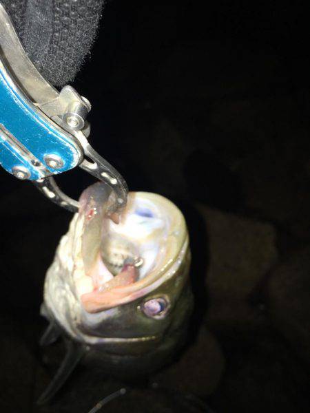 淀川キビレゲーム 七夕ラッシュ