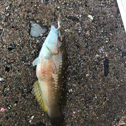 魚津港 フカセ夜釣りグレ