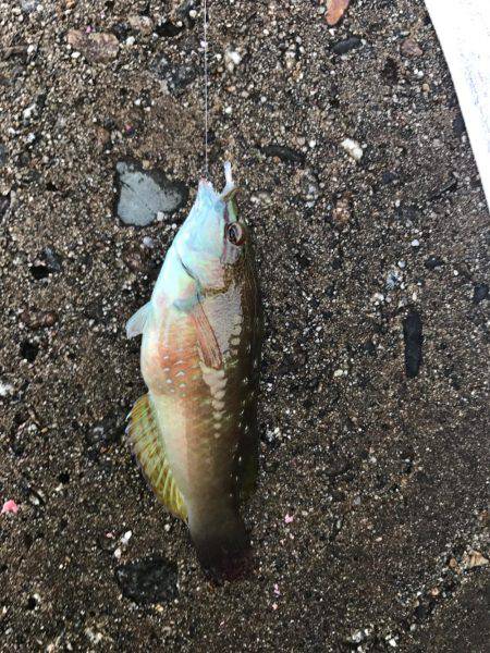 魚津港 フカセ夜釣りグレ