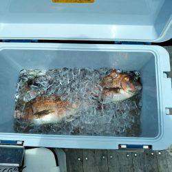 7月の海上釣堀オーパ!!