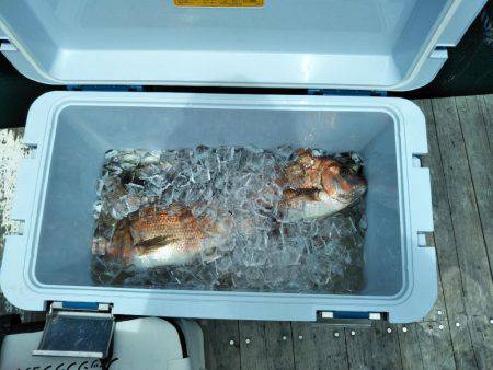 ７月の海上釣堀オーパ!!