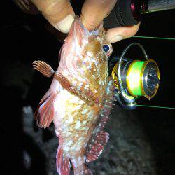 ライトゲームでカサゴ入れ食い！