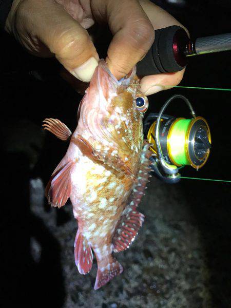 ライトゲームでカサゴ入れ食い！