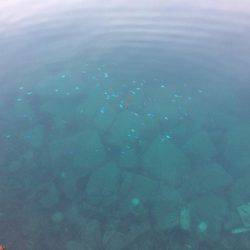 戸田港 中央桟橋 サバ アジ カサゴ