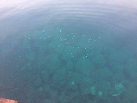 戸田港 中央桟橋 サバ アジ カサゴ