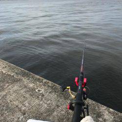 宇部波止でエビ撒き！