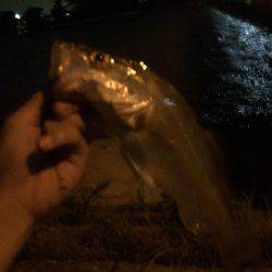 学校終わってからランガン