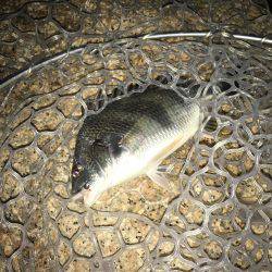 淀川キビレゲーム 大雨の後