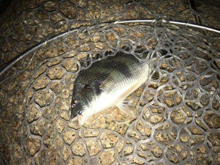 淀川キビレゲーム 大雨の後