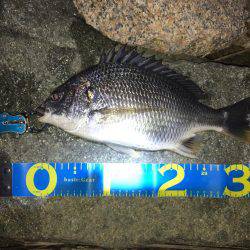 淀川キビレゲーム マイクロベイトパターン